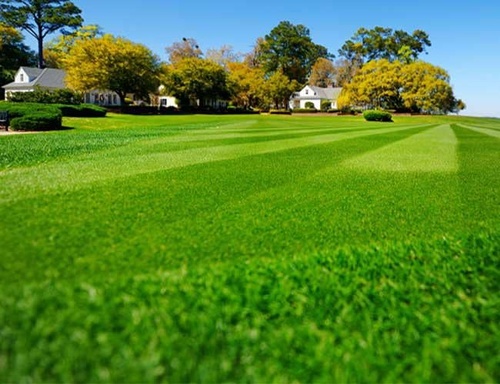 Gallery Image green%20yard.jpg