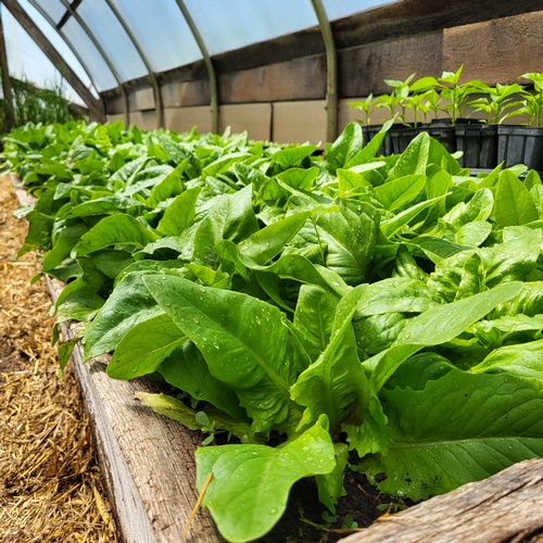 Gallery Image veg_180625-095234.jpg