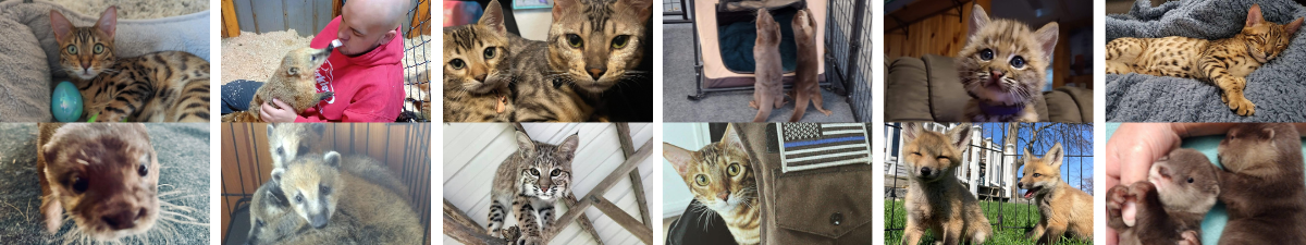 J2Z Ranch & Exotics