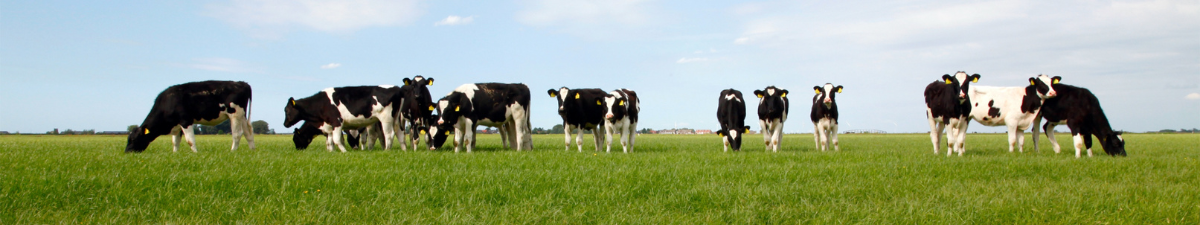 Black Oak Feeders / Black Oak Trucking