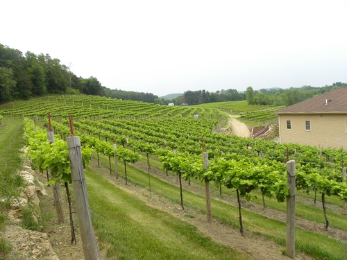 View of grapevines at Wollersheim Winery