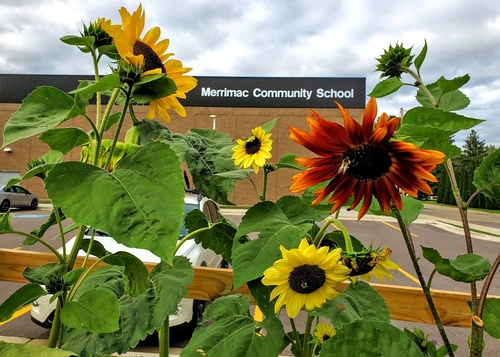 Gallery Image MCS%20with%20sunflowers.jpg