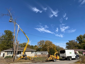 Green Tree Care & Habitat Restoration 