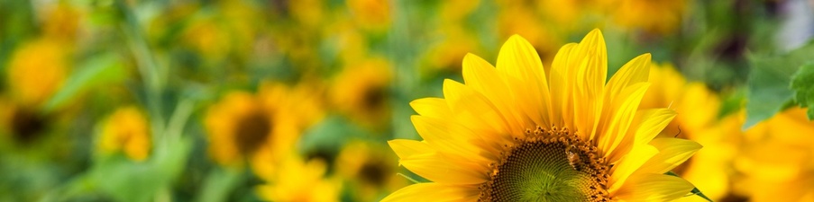 Sunflower People & Culture Solutions, LLC