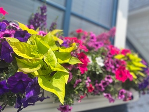 WOW Windowboxes - Des Moines