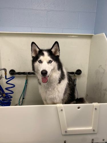 Regular tubs can even fit those big huskies! 