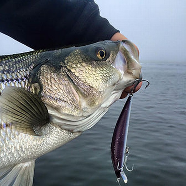 Codfather Charters/Guide Service Codfather Charters/Guide Service