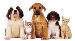 Pet Adoption League of Gem County, Inc.