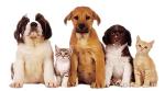 Pet Adoption League of Gem County, Inc.