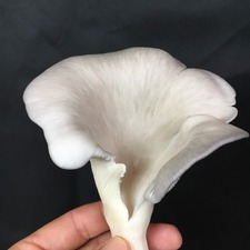 Gallery Image cc0991f3-0cd6-44b4-9551-3a5d7d90449a.jpeg