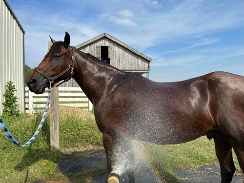 Gallery Image horse%20getting%20washed.jpg