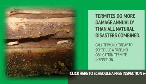 Gallery Image termite-slide_03.jpg