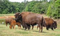 310 Bison Ranch