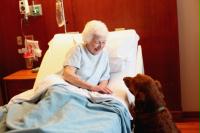 Pet therapy dog visits a patient