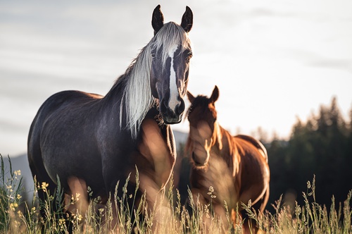 Gallery Image Horses.jpg