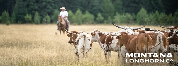 Montana Longhorn and Myers Cattle Co.