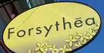 Forsythea