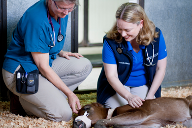 Gallery Image Neonate_Foal_Veterinarian.png Gallery Image Neonate_Foal_Veterinarian.png