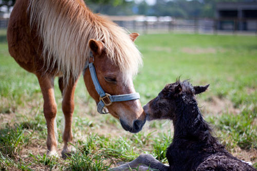Gallery Image Pony_Mare_Foal_Reproduction.png Gallery Image Pony_Mare_Foal_Reproduction.png