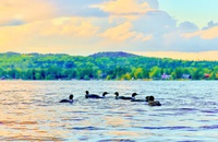 Photographic Images by T. Levasseur