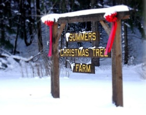 Summers Christmas Tree Farm
