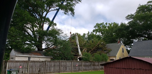 We have the equipment to remove large trees