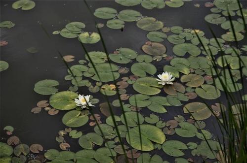 Image of a lily pond with two white lily bulbs in the center frame. 