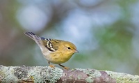 West Central Ohio Birding Community