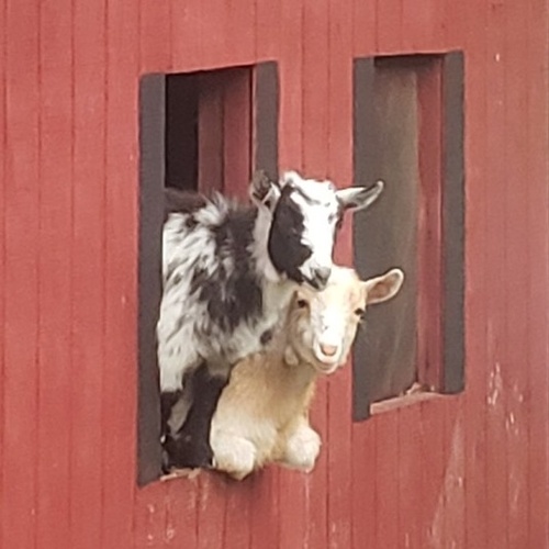Our Goats Love Visitors Our Goats Love Visitors