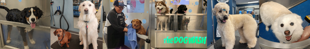 The Dog Wash The Dog Wash