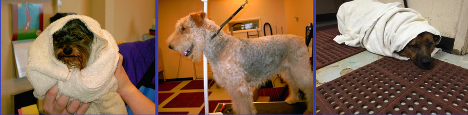 Our Dog Wash & Bakery