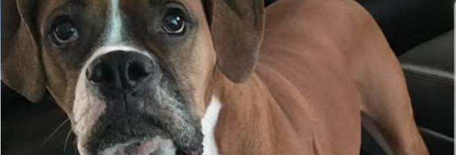 Northern Arizona Animal Search and Rescue 