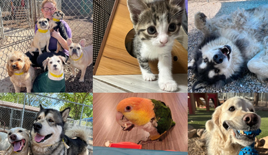 Kingsmark Kennels Kingsmark Kennels