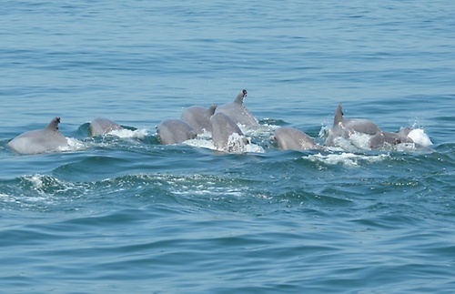 Big Dolphins