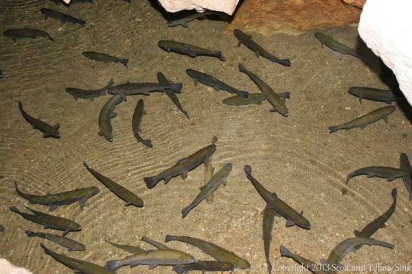 Gallery Image LinvilleCavern_06FishSwimming_750.jpg