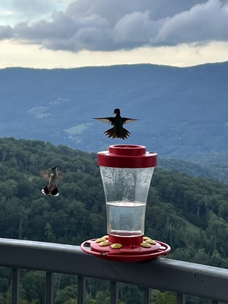 Gallery Image hummingbirds_800.jpg
