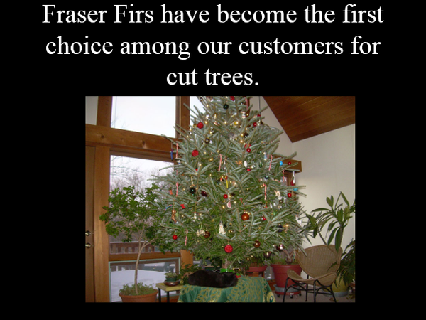 Cartner Christmas Tree Farm | Christmas Trees | Arborists | Choose and Cut Season - Business ...