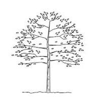 Arlington Tree Committee