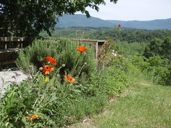 Blue Span Shenandoah Cabin