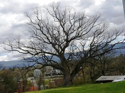 Page County Tree Board