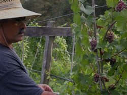 Gallery Image CheckingPinot%20(3)-Reduced.jpg