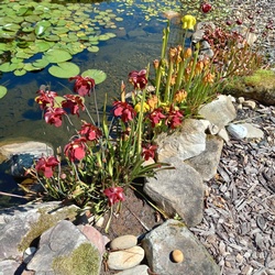 Hill and Valley Garden Club