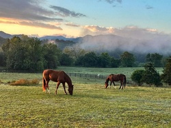 Page County Equine Connection, LLC