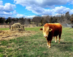 Willow Grove Beef