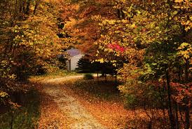 driveway in fall