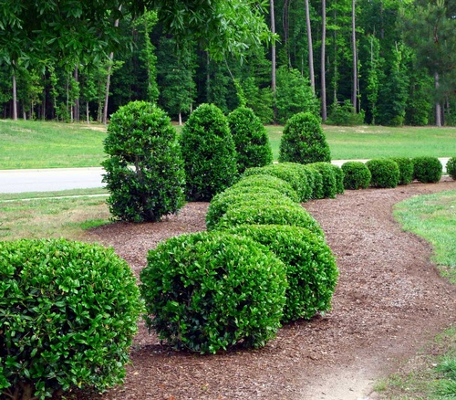Shrub Care Shrub Care