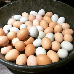 Gallery Image henpecked-egg-feature-250x250.jpg