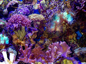 Gallery Image world-of-fish.jpg