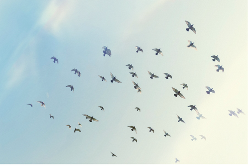 Gallery Image Birds.png