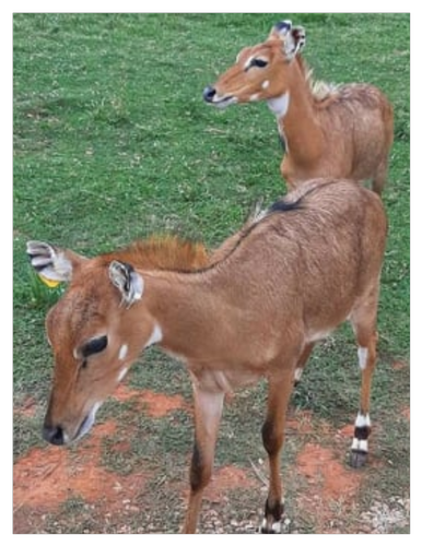 Nilgai Antelope